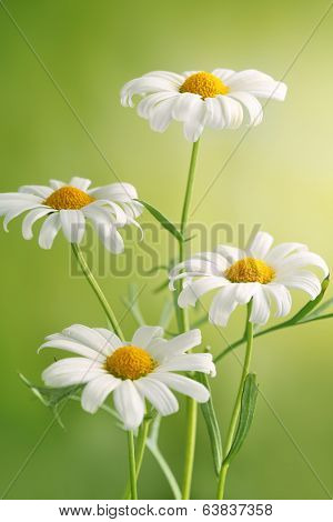 white daisies on green abstract background