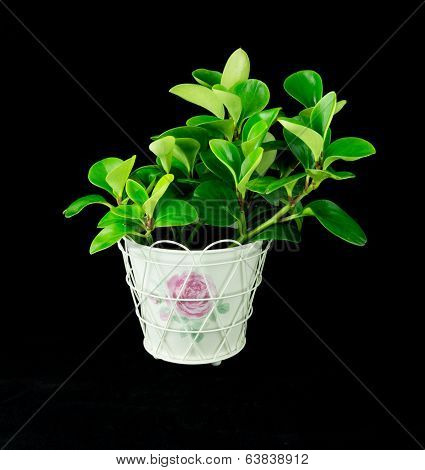 Green Peperomia On Black Background