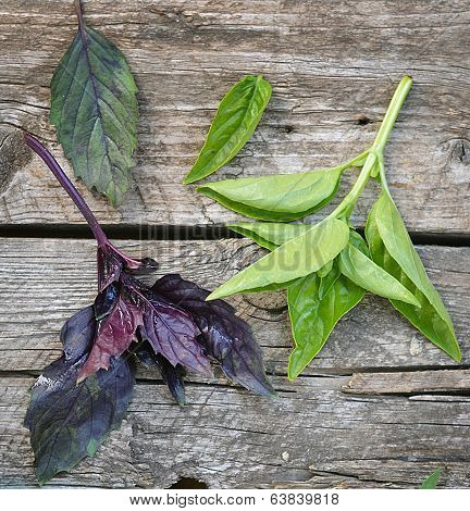Basil