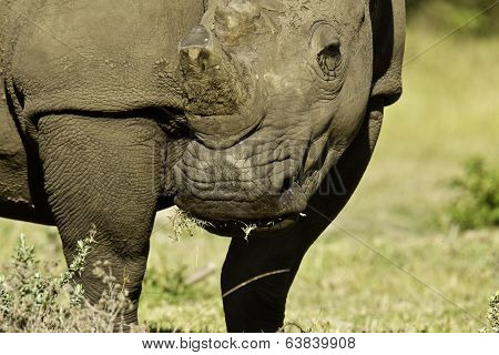 Large White Rhino