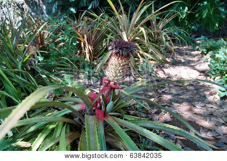Pineapple
