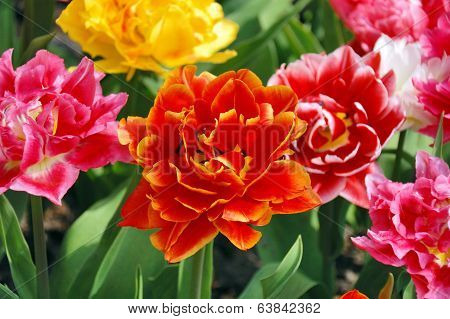 Bright tulips