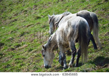 Two Horses
