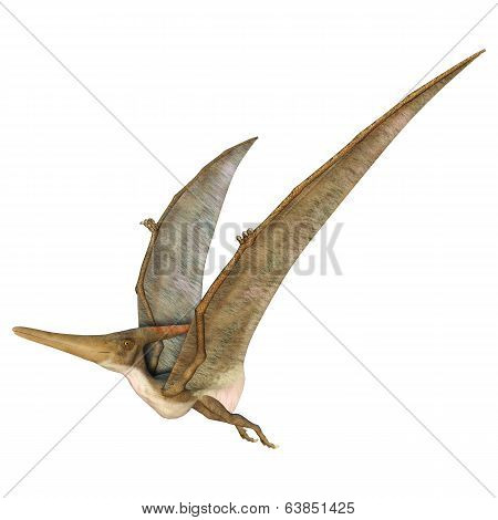 Pteranodon