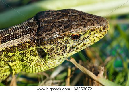 Small Lizard Lacerta Agilis