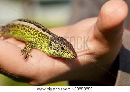 Small Lizard Lacerta Agilis In Hand