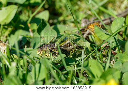 Small Lizard Lacerta Agilis