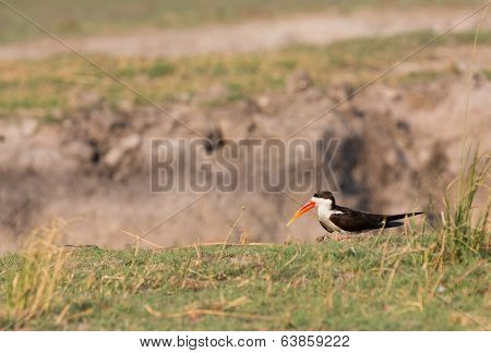 African Skimmer, Chobe National Park