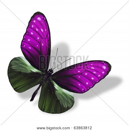 Beautiful Flying Pink Butterfly Isolated On White Background With Soft Shadow