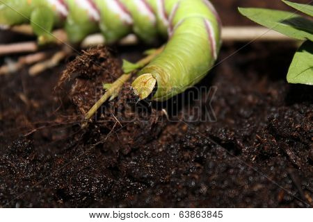 sphinx ligustri caterpillar