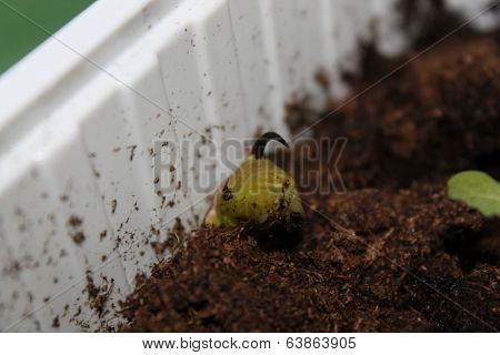 sphinx ligustri caterpillar