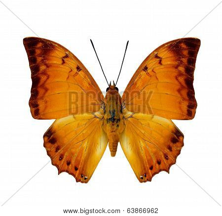 Malay Rajah Butterfly Upper Wing Profile In Natural Color Isolated On White Background