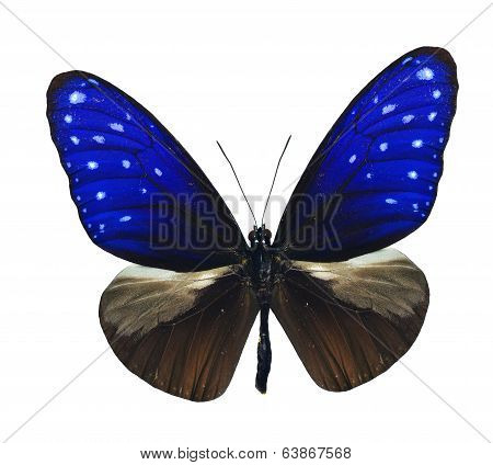 Striped Blue Crow Butterfly Upper Wing Profile Isolated On White Background