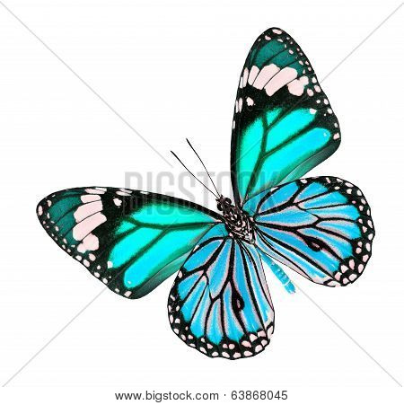 The Beautiful Blue Fancy Butterfly Isolated On White Background