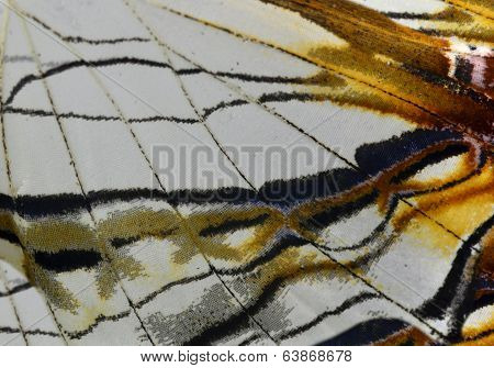 The Common Map Butterfly's Wings In Close Up Texture And Details