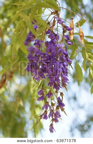 Wisteria blossom