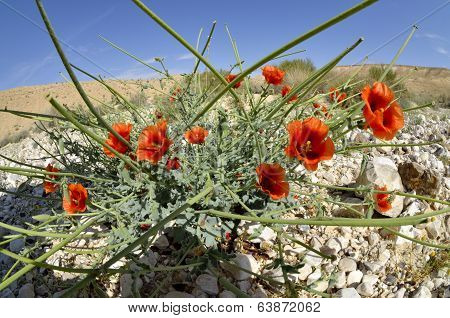 Red Poppy Spring Blossom.