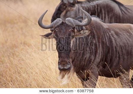 บลู Wildebeest