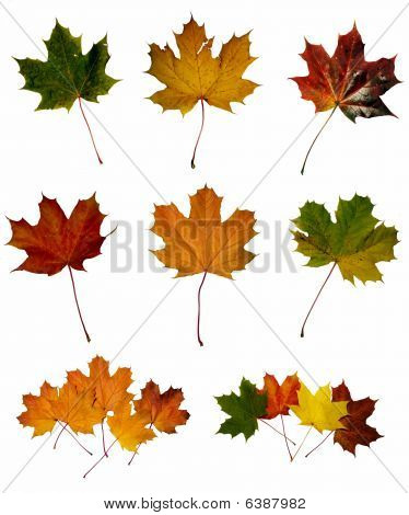 Maple Leafs