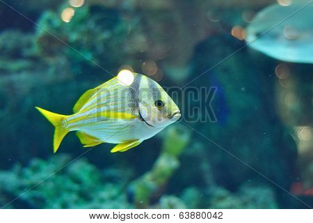 Porkfish Grants