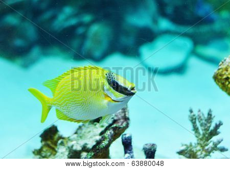Masked Rabbitfish - Siganus Puellus