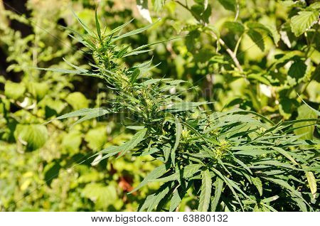 Branch Of Cannabis