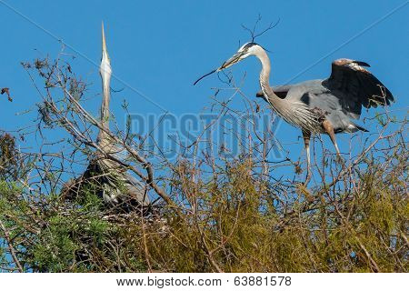 Great Blue Herons (Ardea herodias)