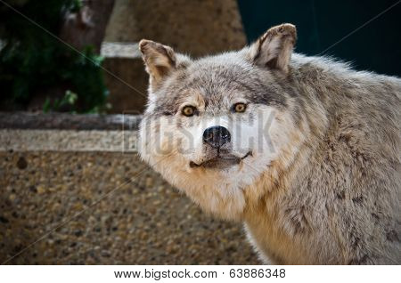 Grey Wolf Taxidermy