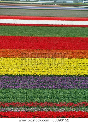 Tulip fields