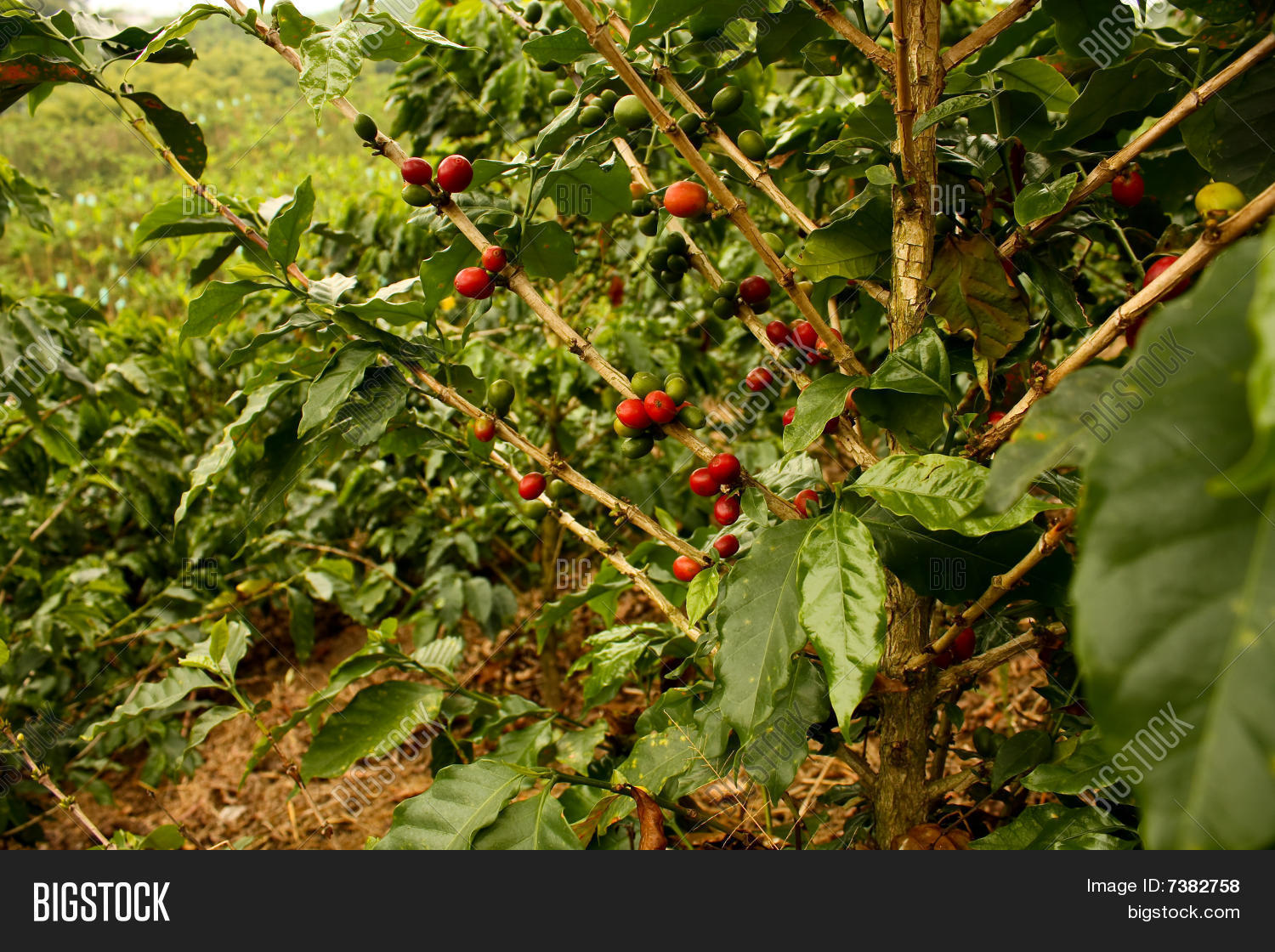 Coffee Plants Mature Image & Photo (Free Trial) Bigstock