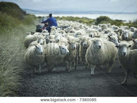 Gregge di pecore su una strada con pastore