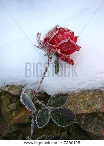 Rose In de sneeuw