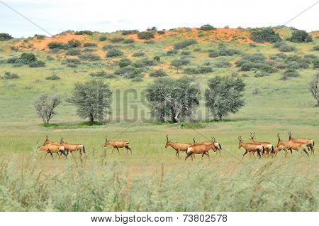 Red Hartebeest Herd