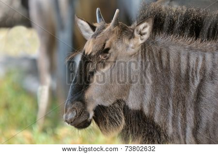Blue Wildebeest Calf