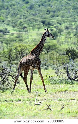 Giraffe