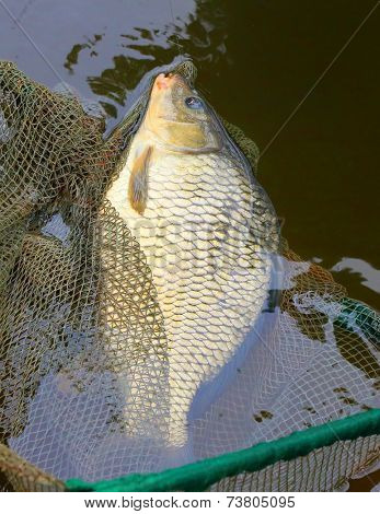Fishing catch. The Common Carp ( Cyprinus Carpio ). In Central Europe ( Poland and Czech Republic ), fish is a traditional part of a Christmas Eve dinner. 