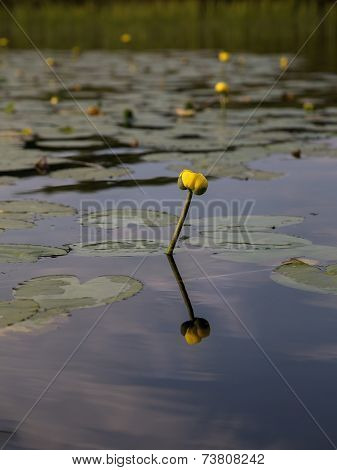 Yellow flower from water lily