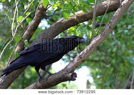 Big black raven