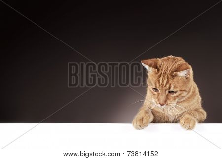 Senior 10 year old ginger cat hanging on a blank white board, looking left/down.