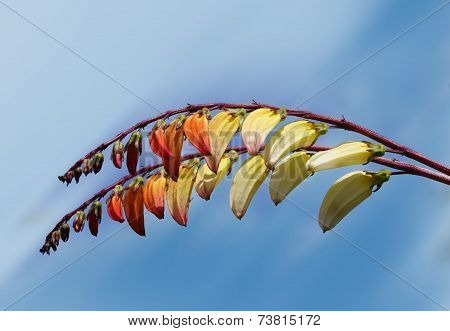 Fire vine
