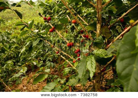 Piante di caffè a maturare