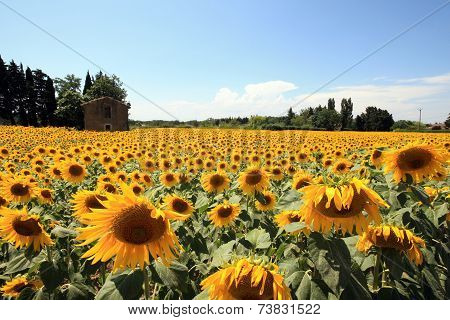 France - Mornas - Tournesols