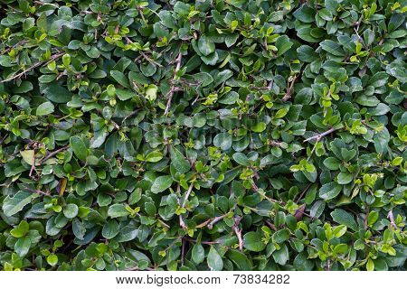 green background branches of siamese rough bush