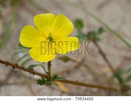 Close up of flower on the beach in Thailand