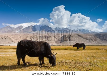 der Fall des tadschikischen Pamir in Xinjiang und Yak Weiden
