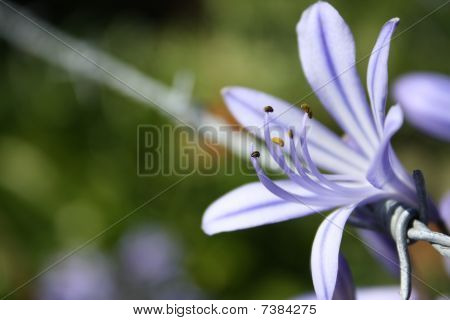 die blaue Blume