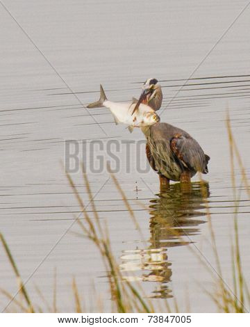Great blue heron