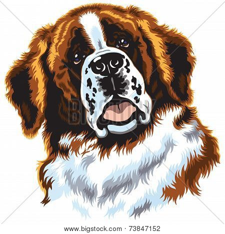 saint bernard dog