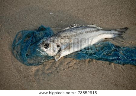dead fish