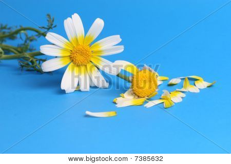 sfondo fiore